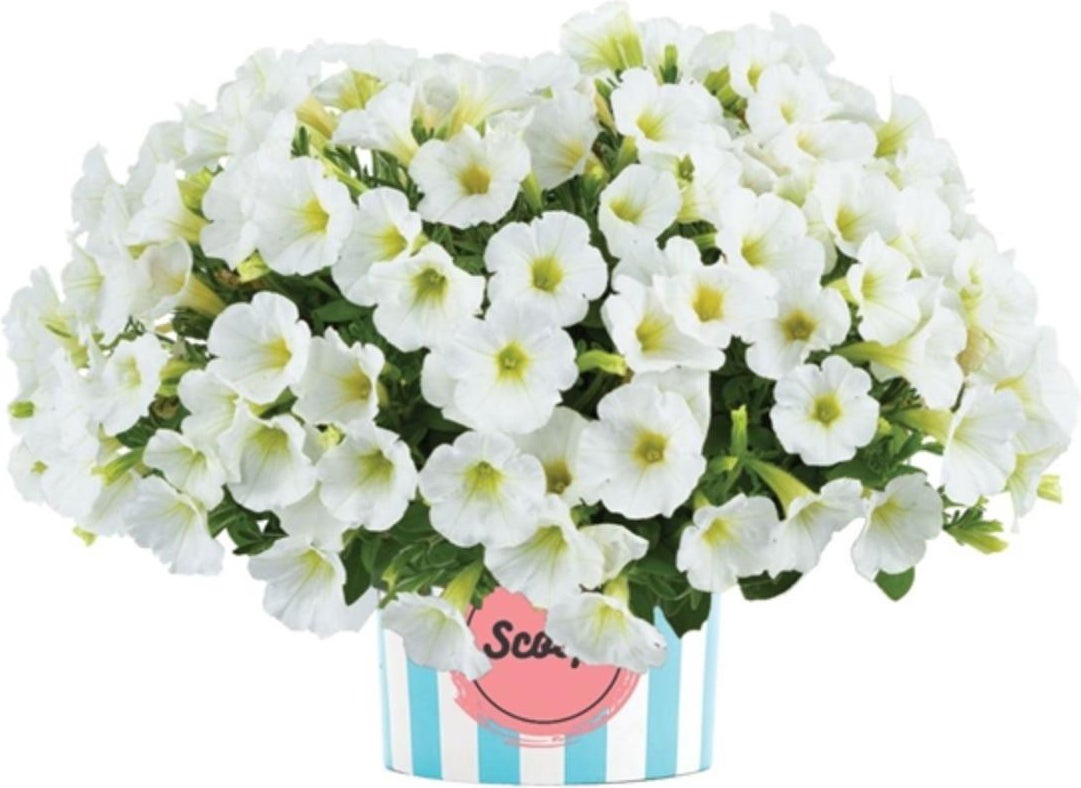 Petunia (Petunia Scoop 'French Vanilla') D 13 H 15 cm