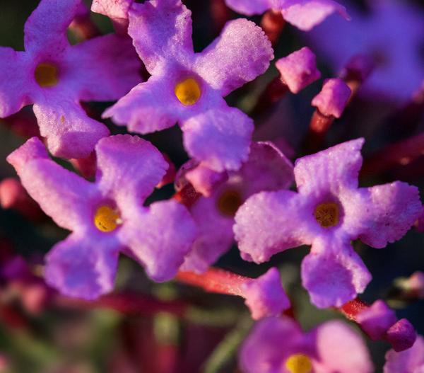 Sommerflieder, verschiedene Sorten