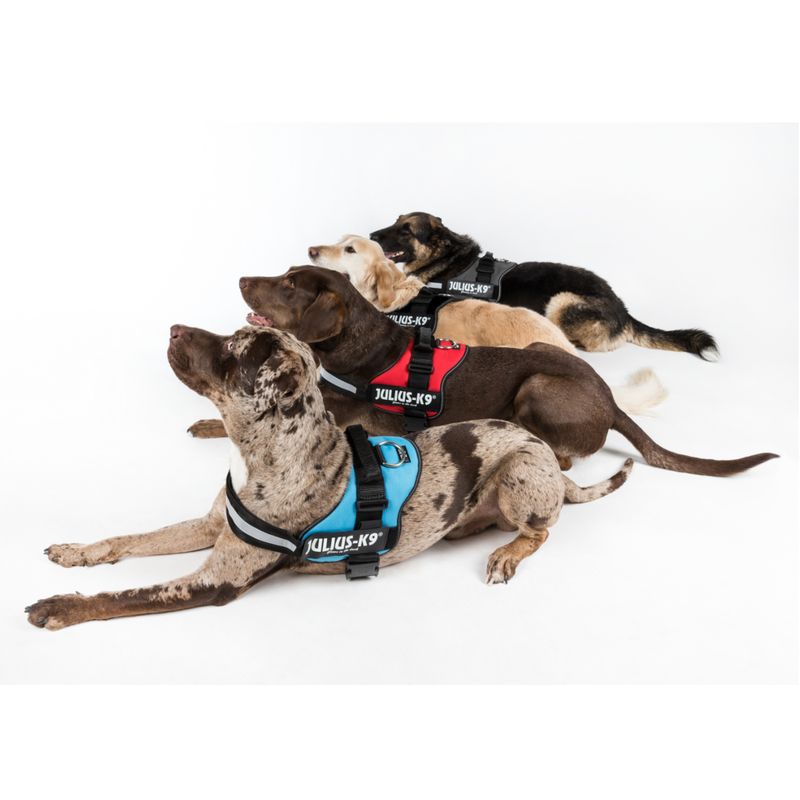 Harnais Julius-K9 Power, anthracite