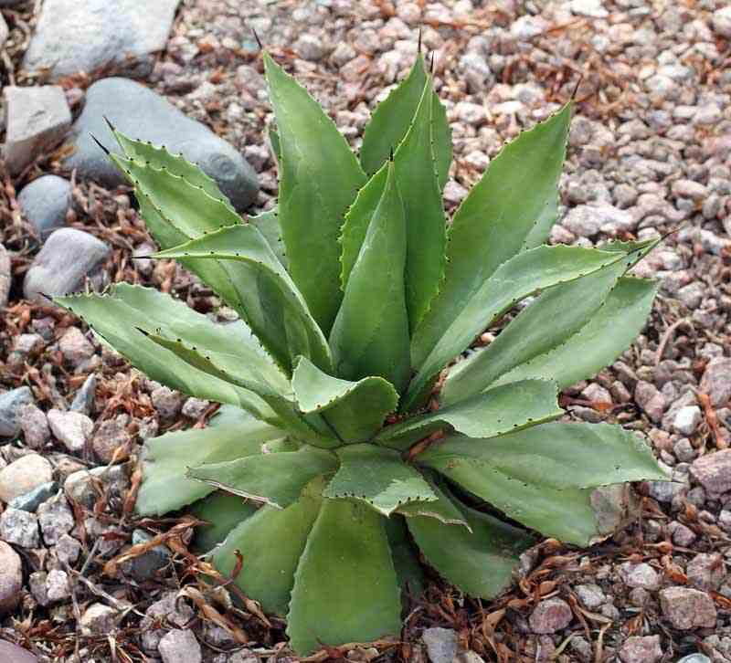 Agave chiapensis taille pot de 5 litres - jaune et violet