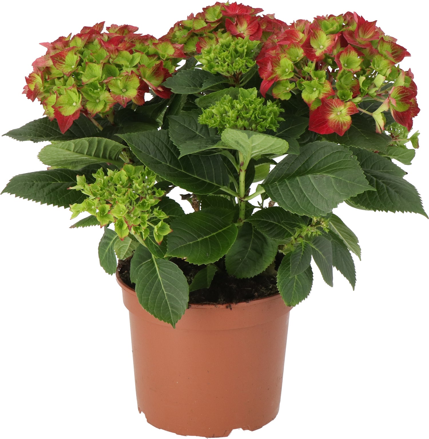 Hortensia (Hydrangea macrophylla) D 21 H 40 cm
