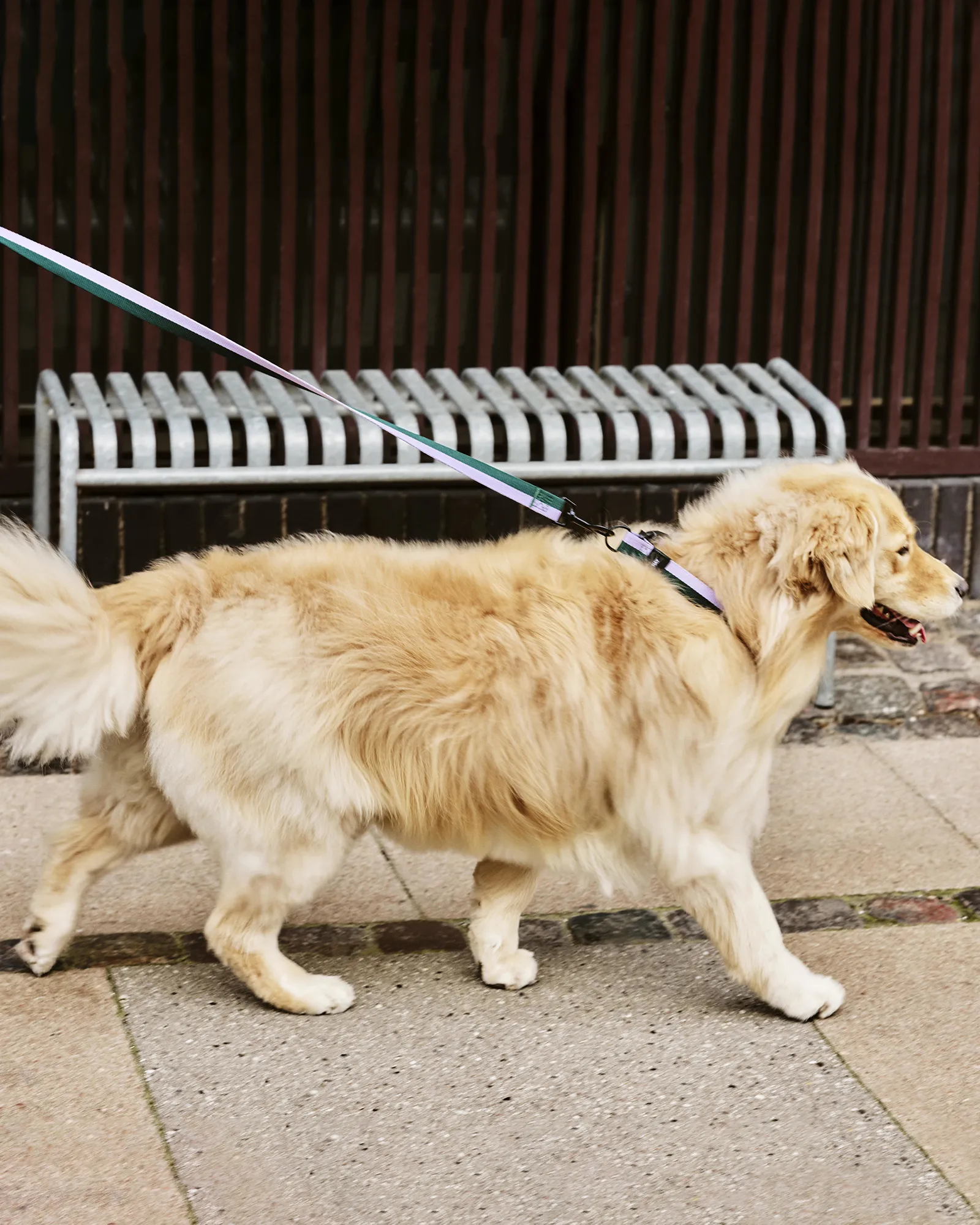 HAY HAY Dogs Leash