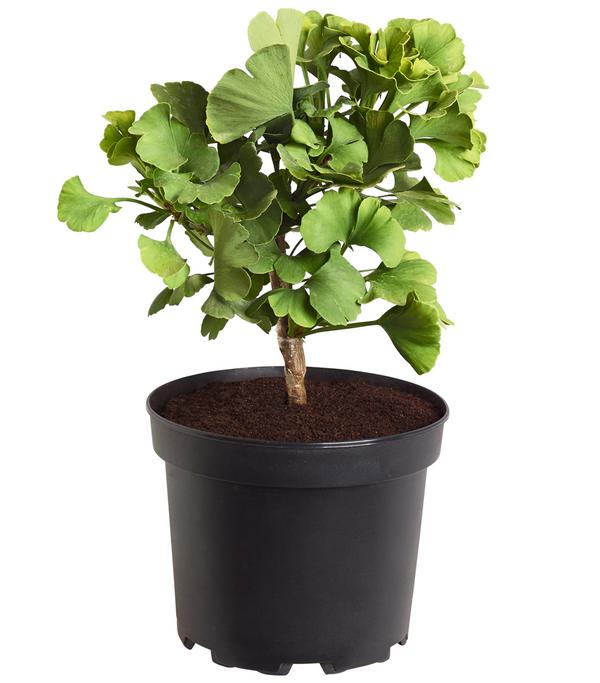 Ginkgobaum - Fächerblattbaum 'Mariken'