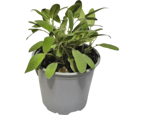 Salie FloraSelf Salvia officinalis H 10-13 cm Co 1.2 L