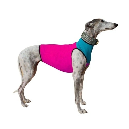 Babador Galguita Amelie em lycra fúcsia e turquesa para galgos e podencos.
