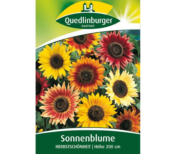 Quedlinburger Samen Sonnenblume