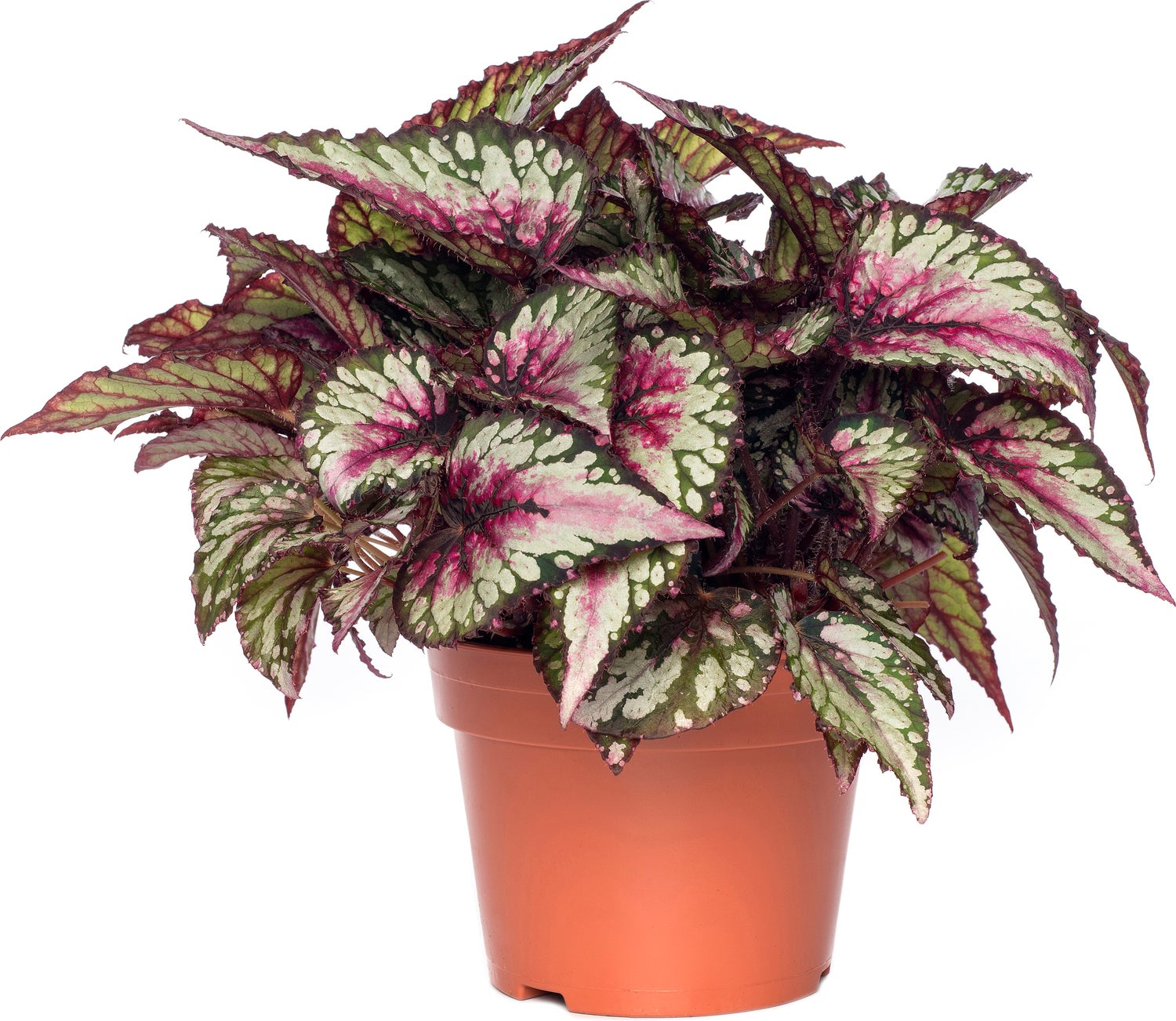 Bladbegonia (Begonia rex (MC) 'Salsa') D 26 H 50 cm