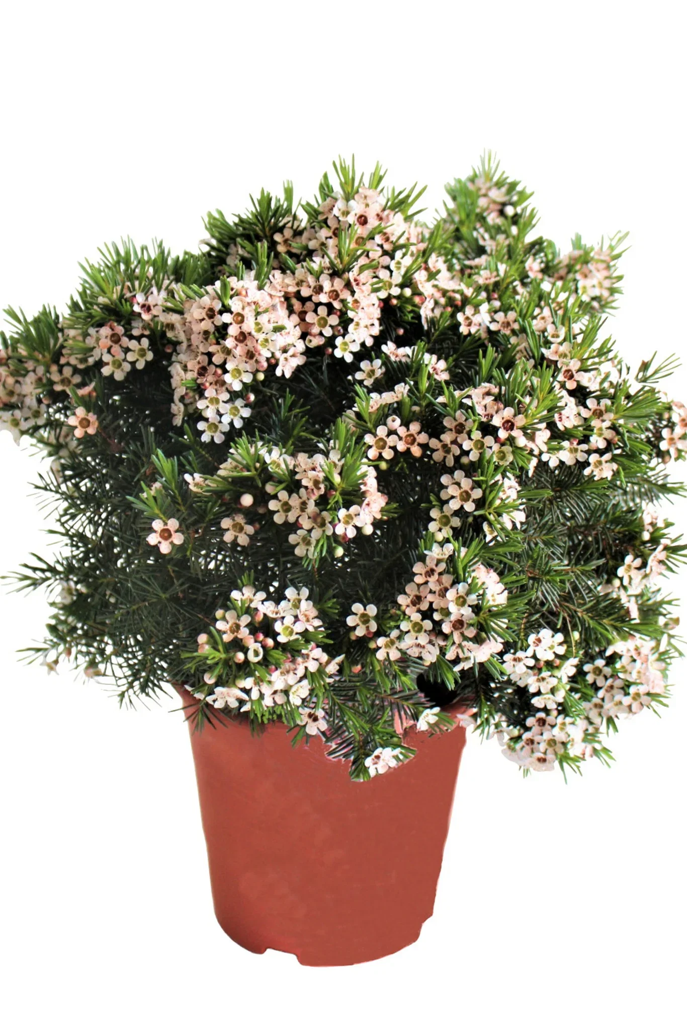 Waxflower 17 cm Voksblomst Lengde 117 cm