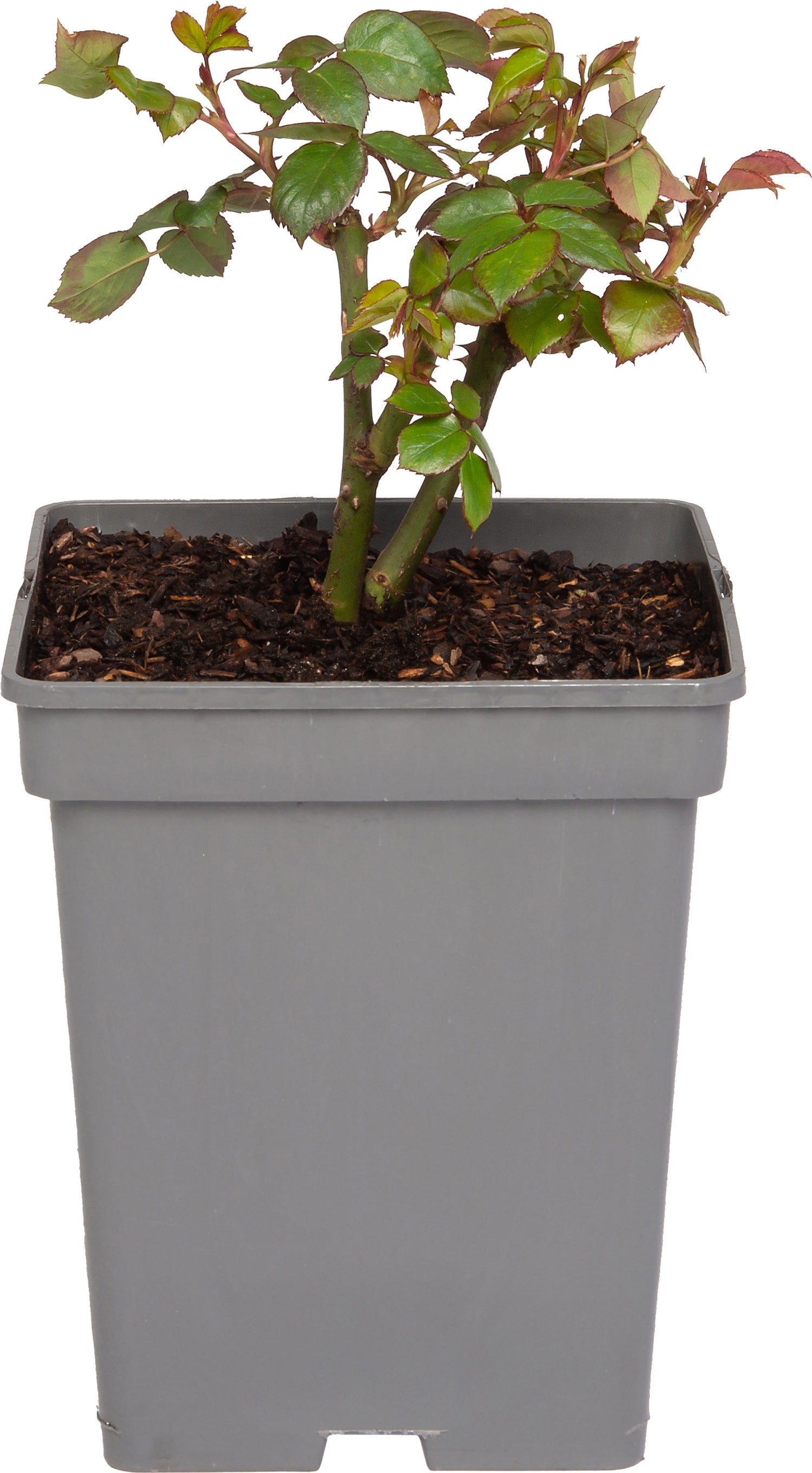 Grootbloemige Trosroos (Rosa Chippendale) D 23 H 25 cm