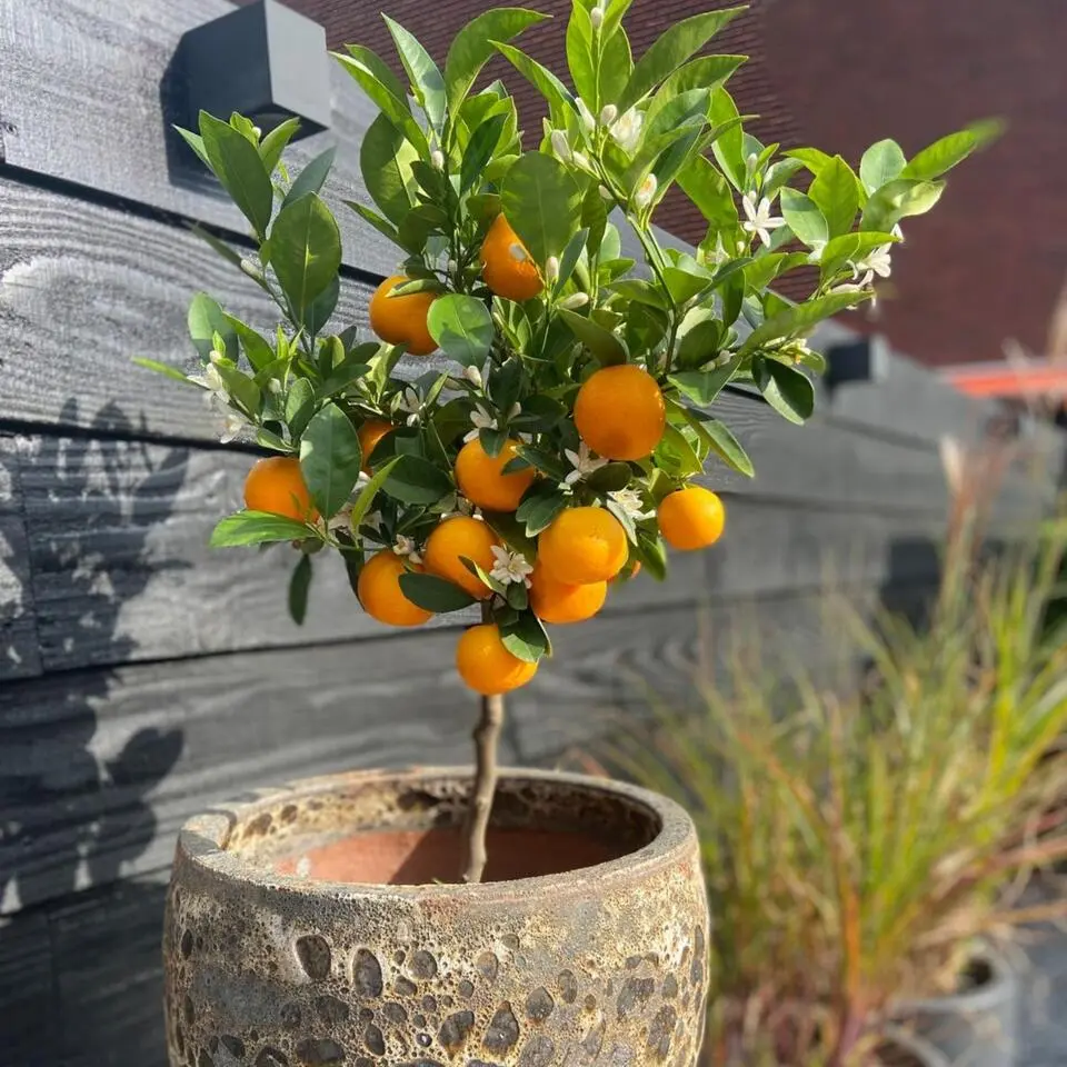 Sinaasappelboom - Set van 3 - Citrus mitis Calamondin - Hoogte 25-40cm - ⌀9cm