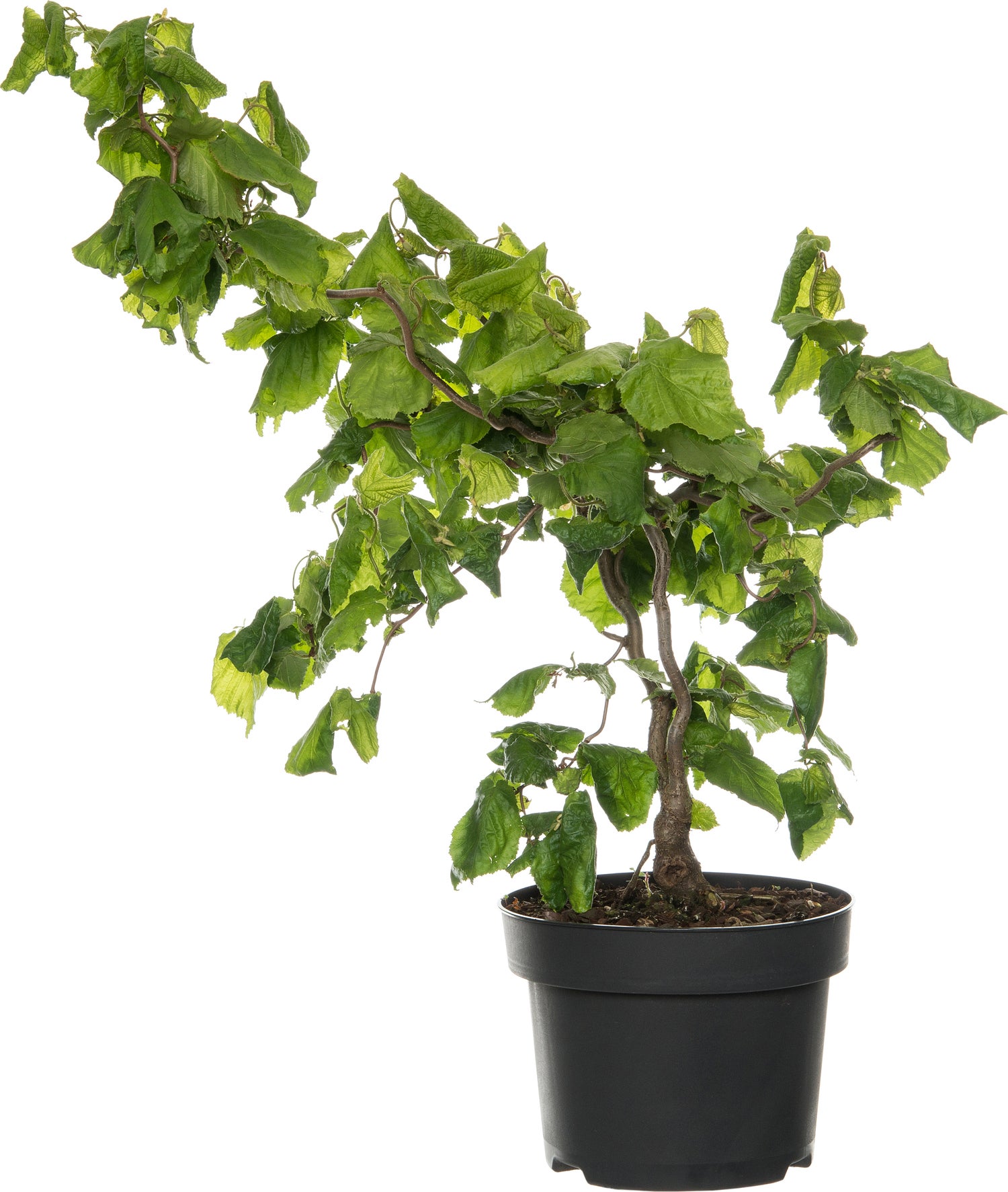 Kronkelhazelaar (Corylus avellana 'Contorta') H 175 cm