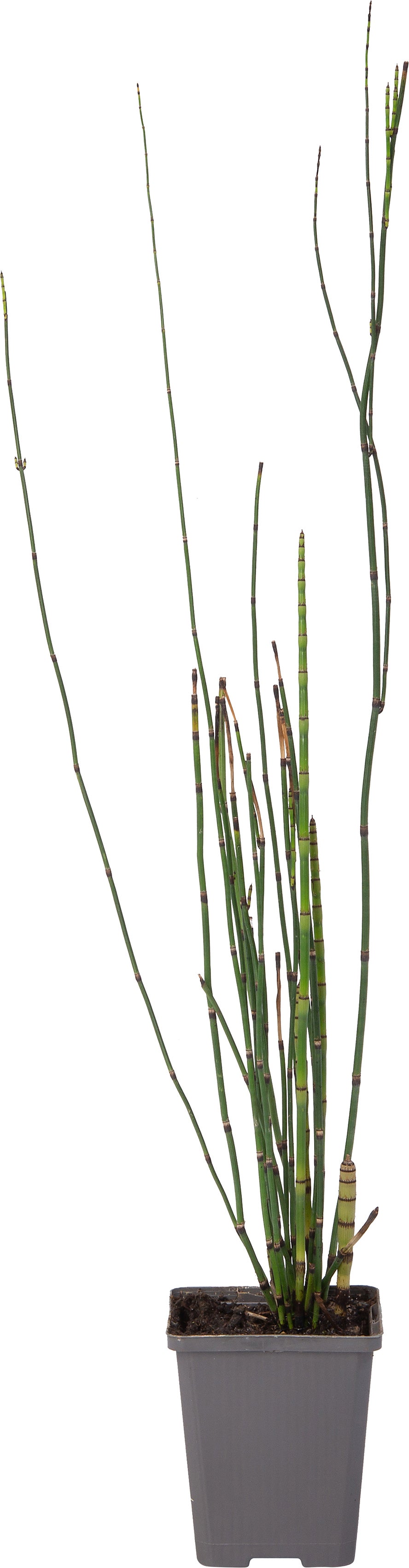Japanse holpijp (Equisetum japonicum) D 9 H 20 cm