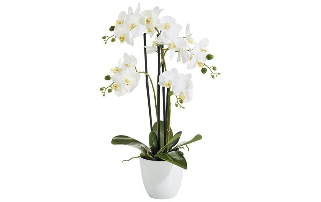 Botanic-Haus Kunstblume »Phalenopsis Topf 4 Rispen«
