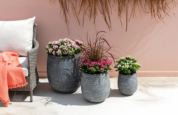 Bouvardie - Bouvardia, verschiedene Farben