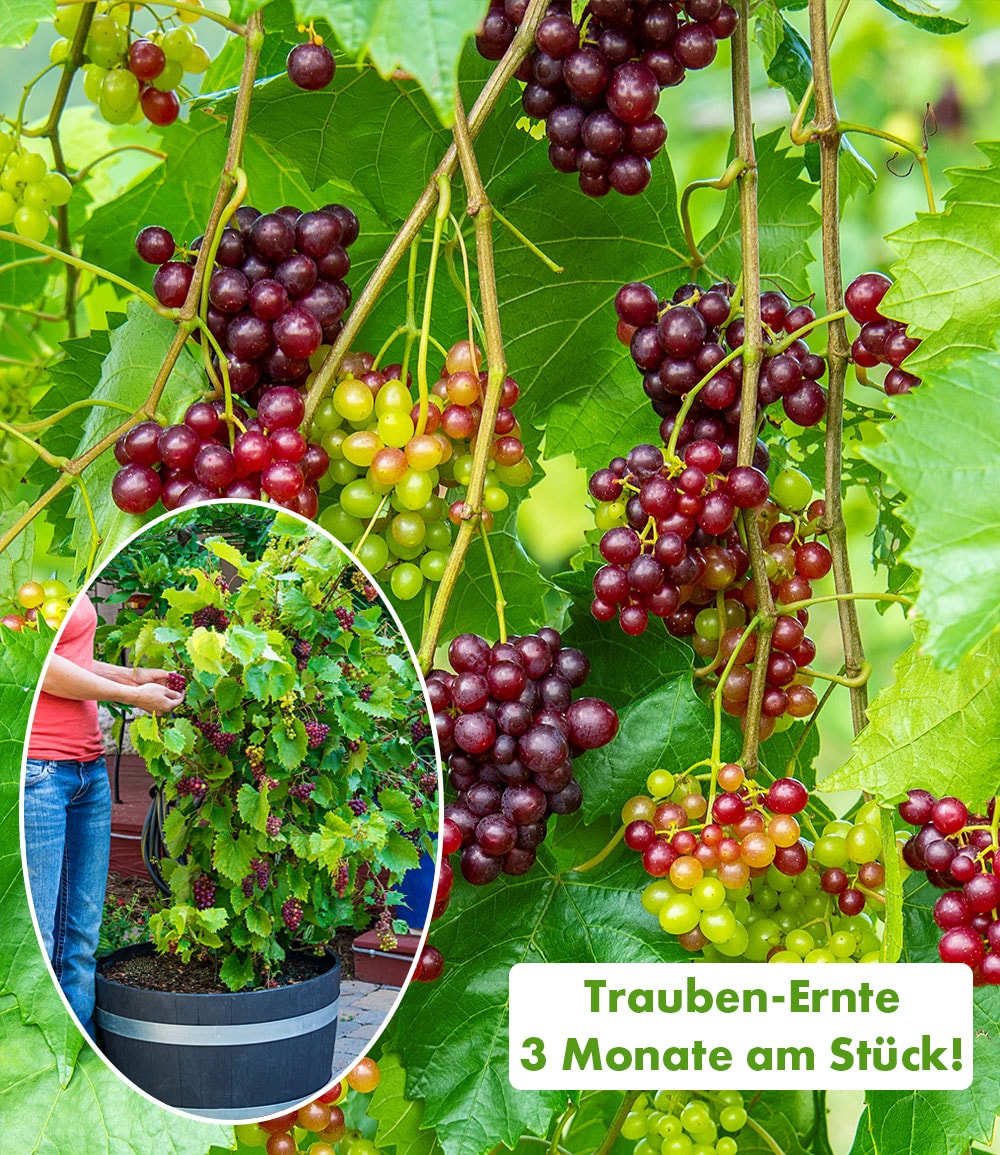 Immertragende Tafel-Traube 'RazzMatazz®'