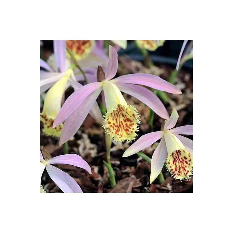Pleione grandiflora taille pot de 1 litre - 0/40 cm