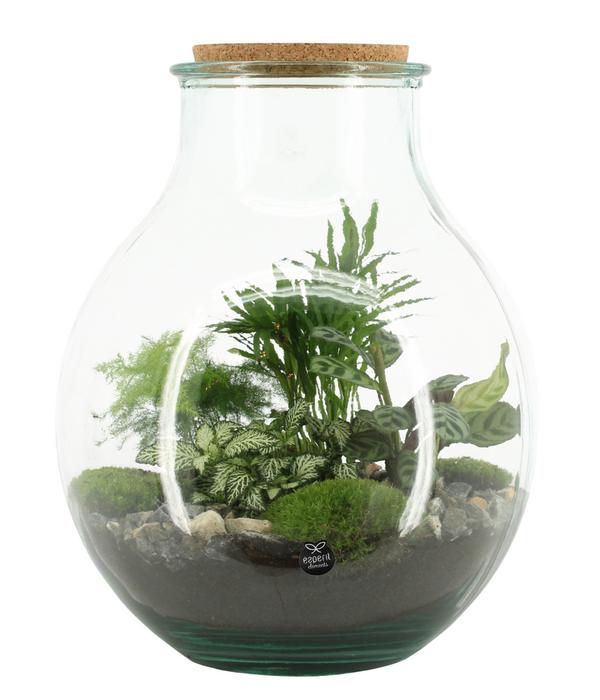 Flaschengarten DIY-Set Tropisches Paradies,