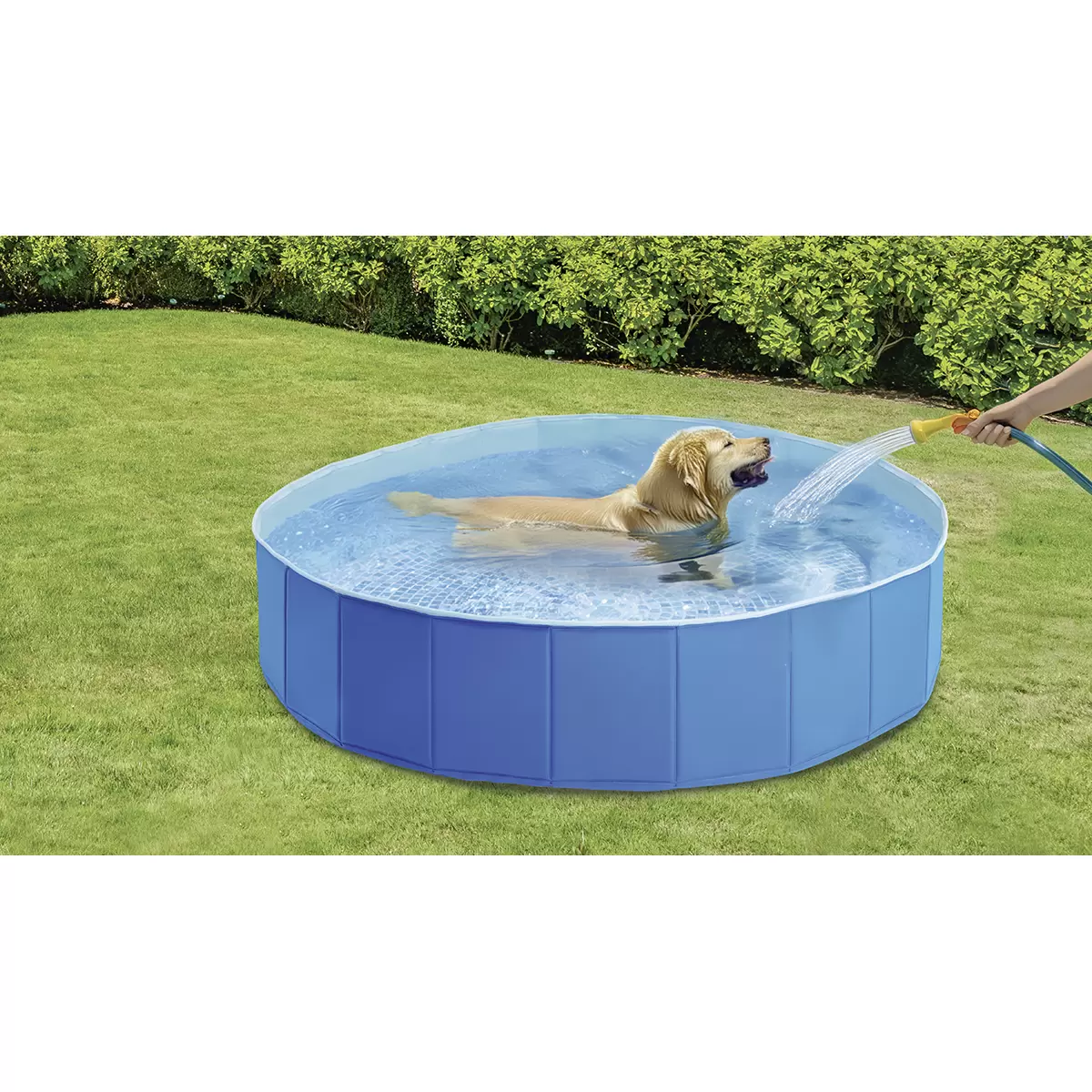Hunde Pool Blau