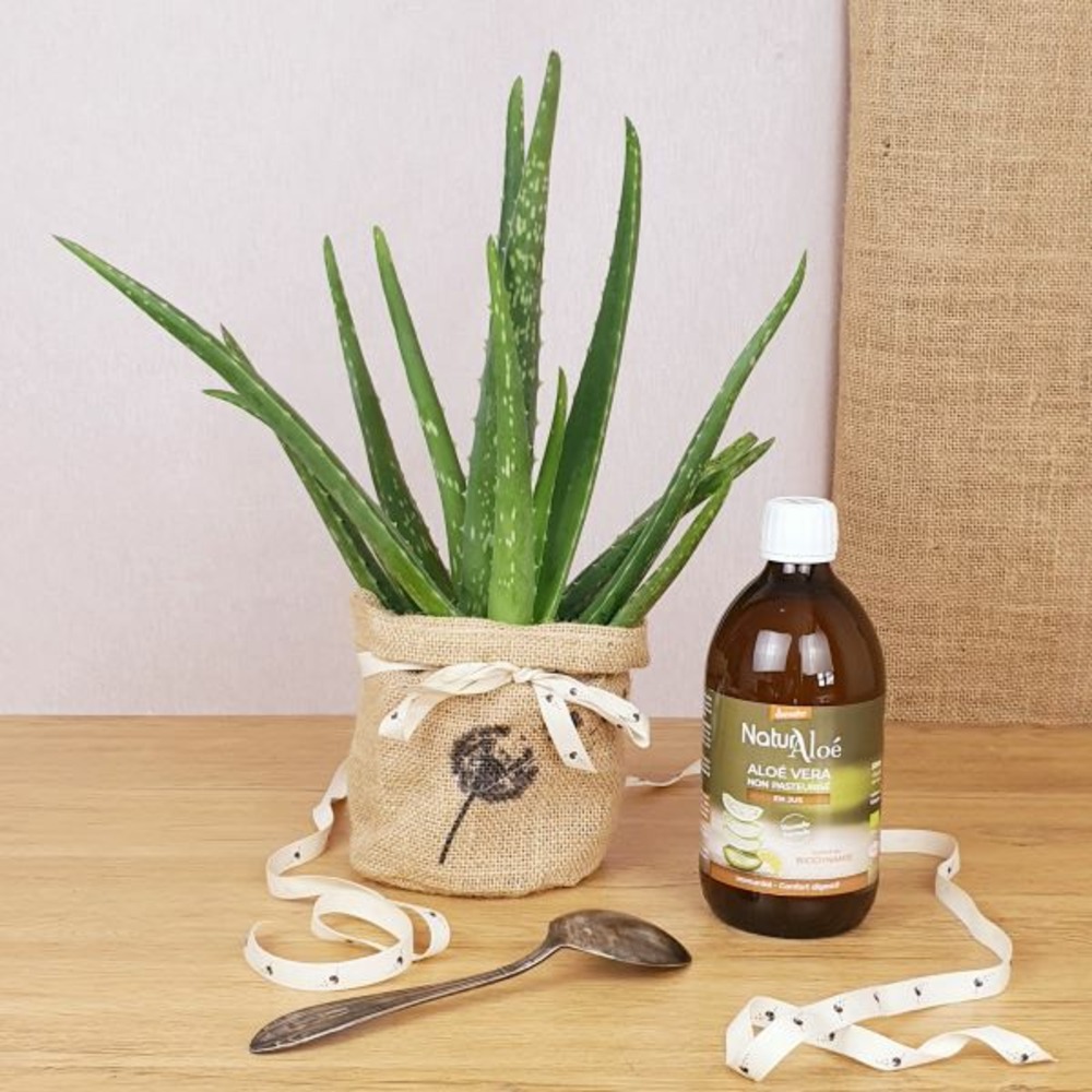 Coffret d'une plante d'aloé vera avec son jus d'aloé vera bio