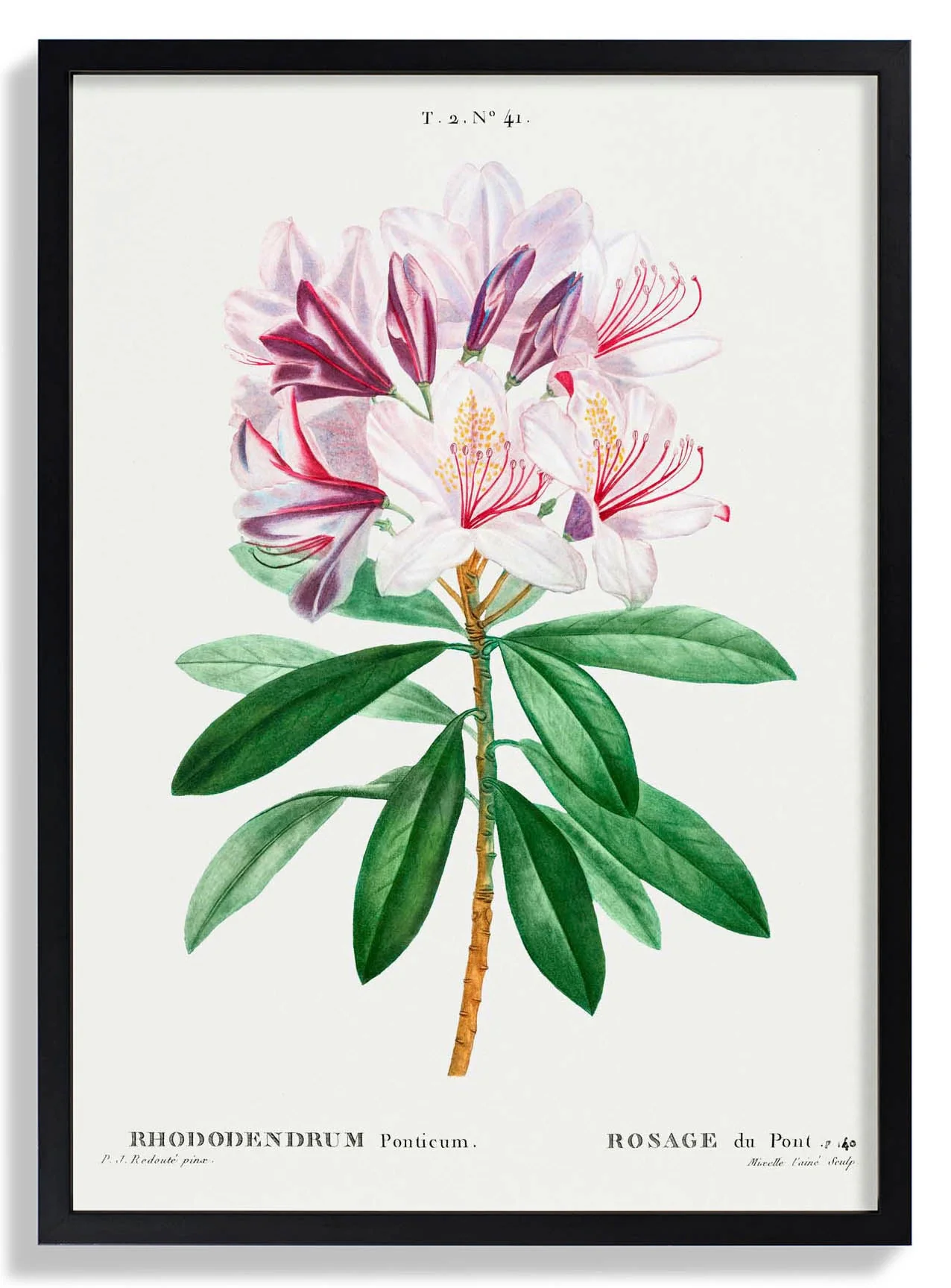 Rhododendron Blume