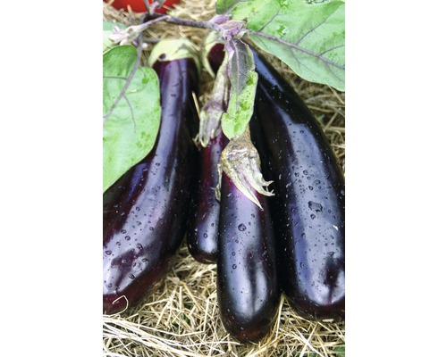 Aubergine (Solanum melongena) Ø 9 cm pot