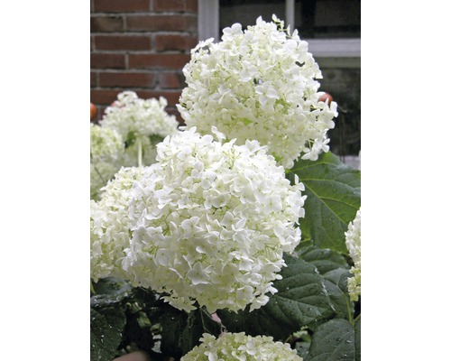 Bolhortensia 'Annabelle'e FloraSelf Hydrangea arborescens 'Annabelle' H 50-60 cm Co 5 L