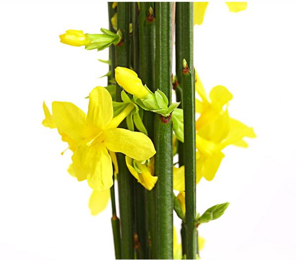 Winter-Jasmin