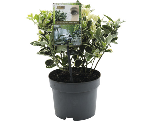 Japanse kardinaalsmuts FloraSelf Euonymus japonicus 'Kathy' H 20-25 cm Co 2 L