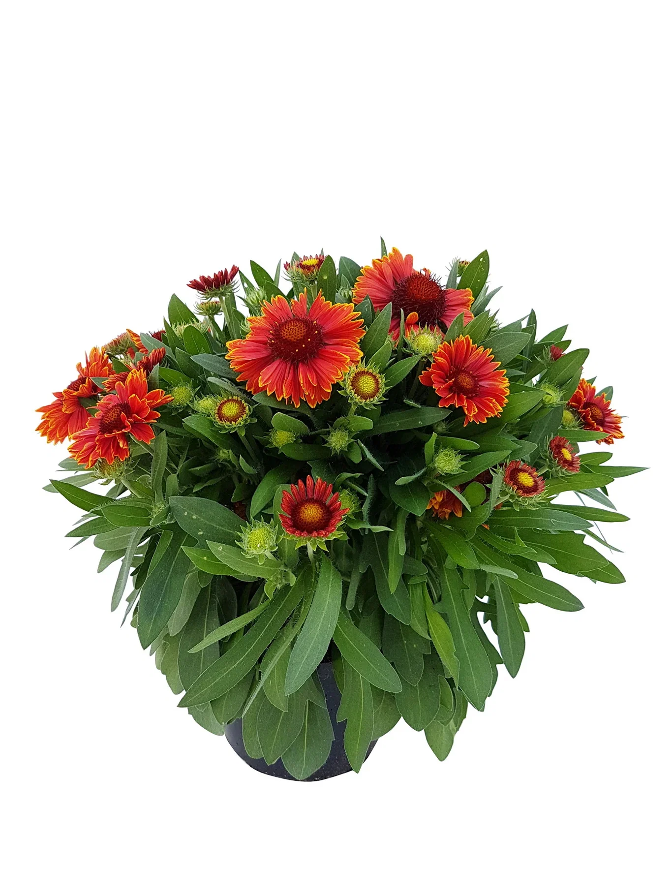 Gaillardia aristata 'Spintop' Staudekokarde ‘Spintop’ Ø19 cm