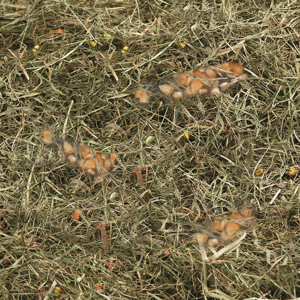 Foin de montagne au mais et ble poids 500 g pour rongeur