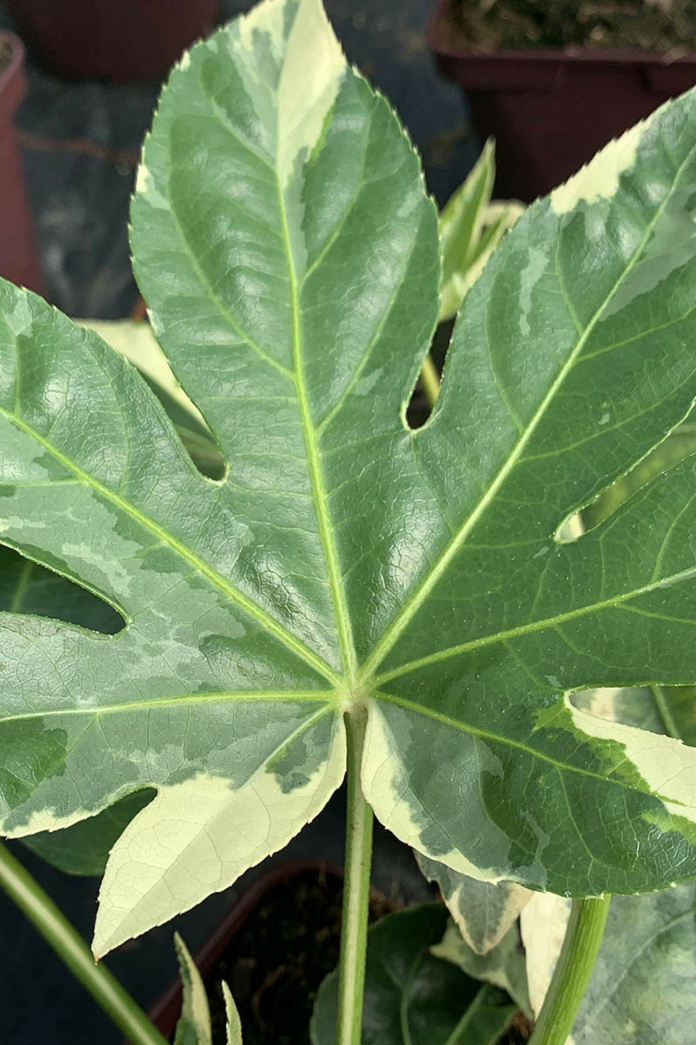 Aralia variegata - 3l