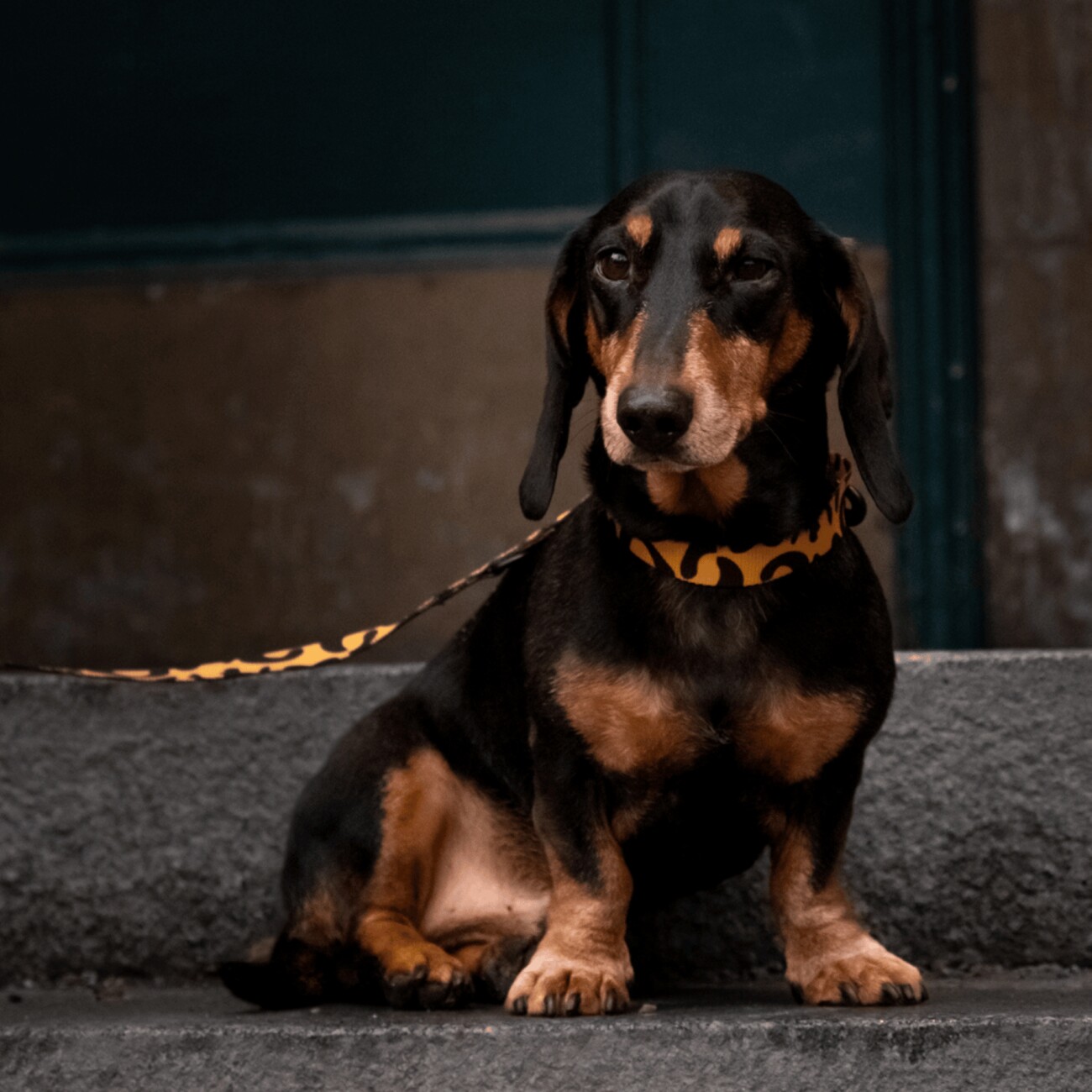Barkalot Hundehalsband-Auslaufset orange/ schwarz S