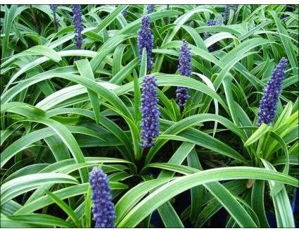 Leliegras (Liriope 'Gold Banded') D 9 H 15 cm
