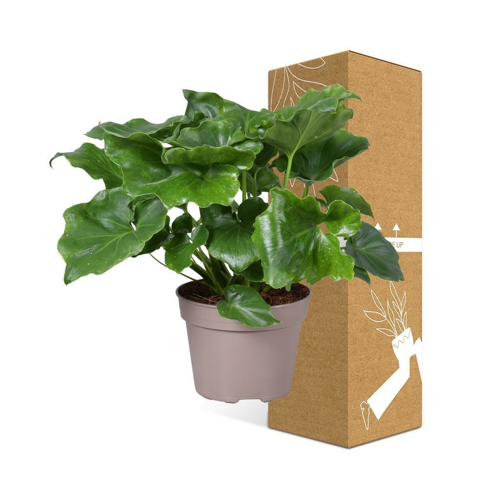 Plante d'intérieur - philodendron selloum 40.0cm