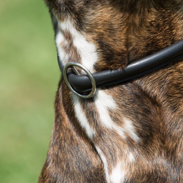 Kieffer Hundehalsband Ultrasoft