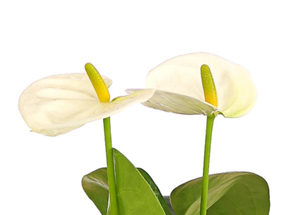 Große Flamingoblume - Anthurium andreanum,