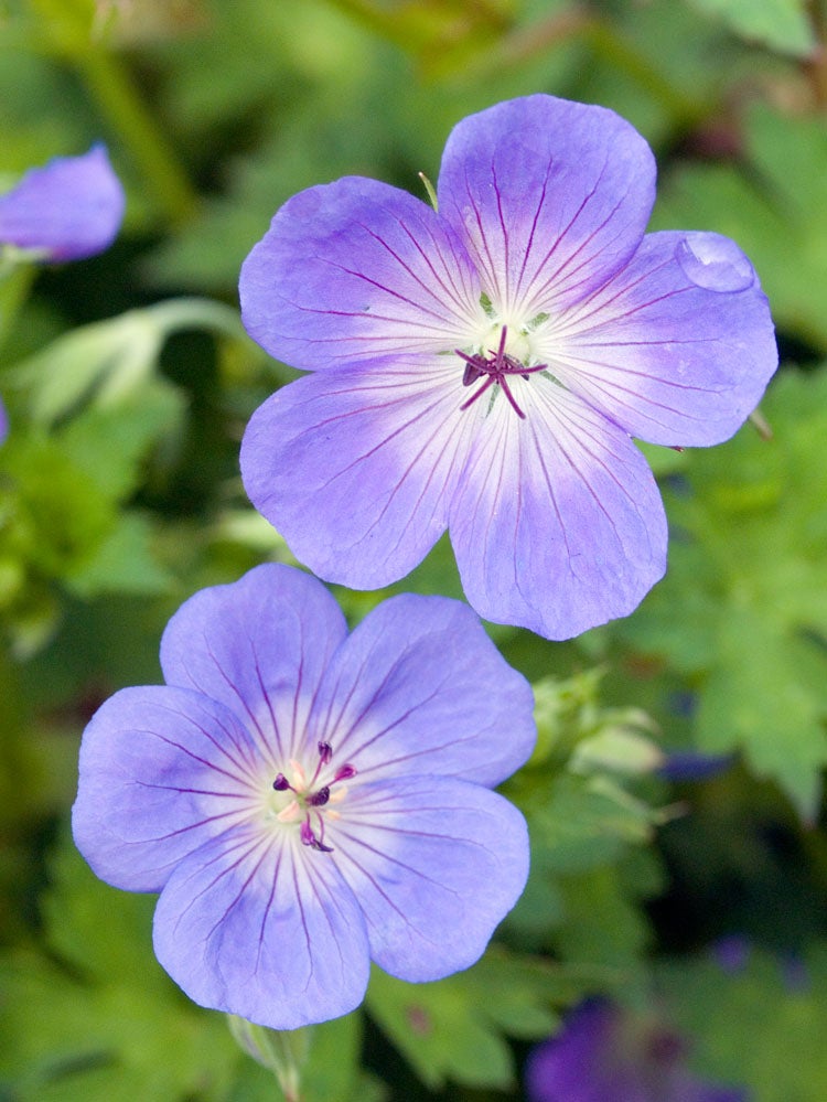 Ooievaarsbek (Geranium 'Rozanne') D 23 H 15 cm