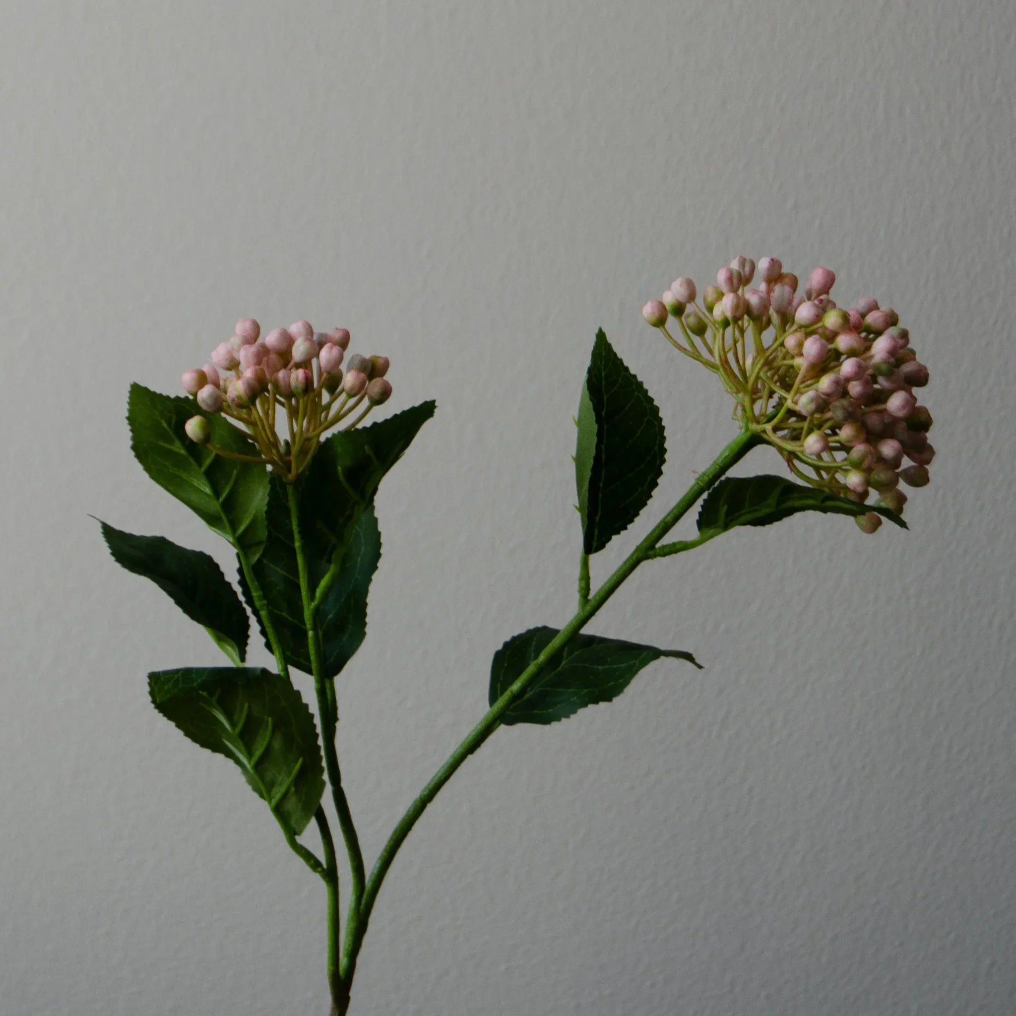 Botané  Hydrangea Berry gren - rosa