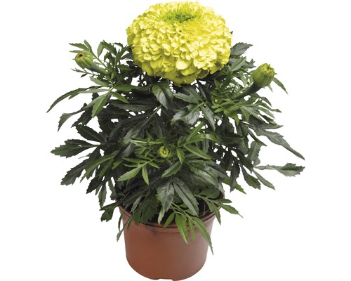 Goudsbloem Tagetes erecta Ø 9 cm pot willekeurige variëteitselectie