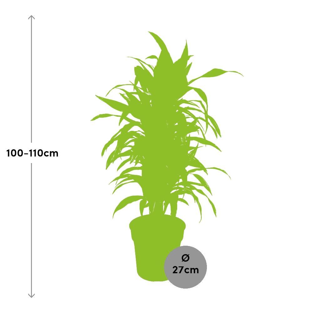 Plante d'intérieur - dracaena 'deremensis lemon lime' 110.0cm