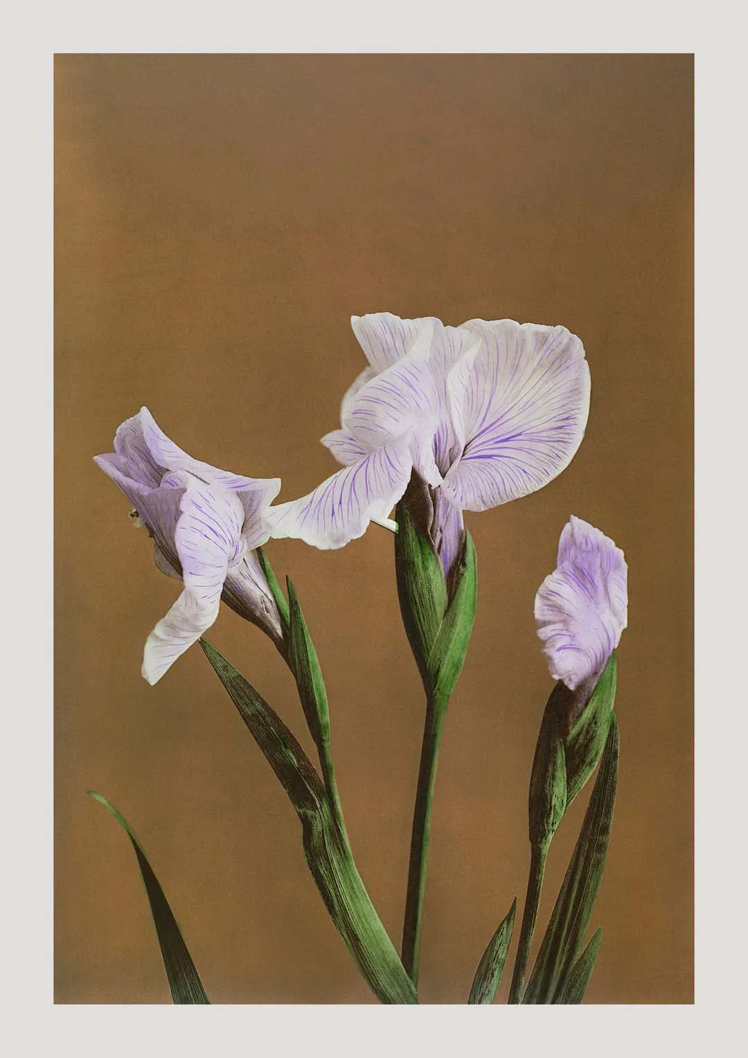 Drei Iris Kæmpferi von Ogawa Kazumasa
