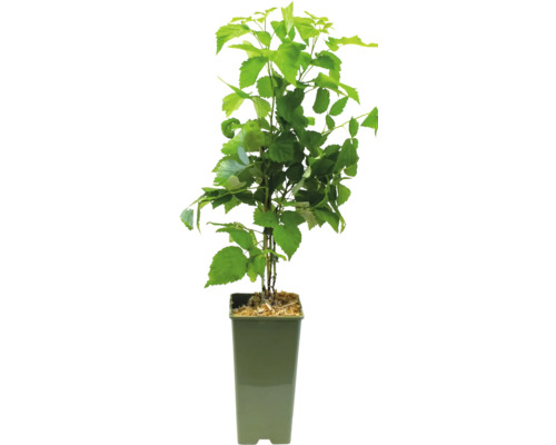 Biologische herfstframboos 'Zefa' FloraSelf Biologische Co 2 L