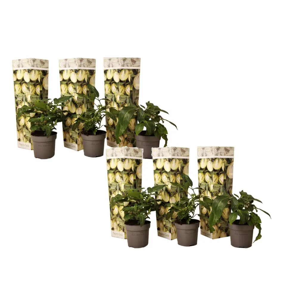 Meloenpeer - Set van 6 - Solanum Muricatum 'Pepino gold' - Hoogte 25-40cm - ⌀9cm