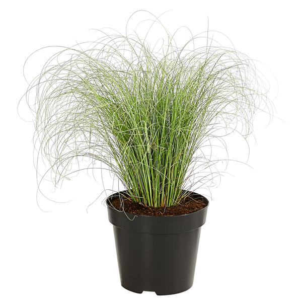 Garten-Segge 'Frosted Curls'
