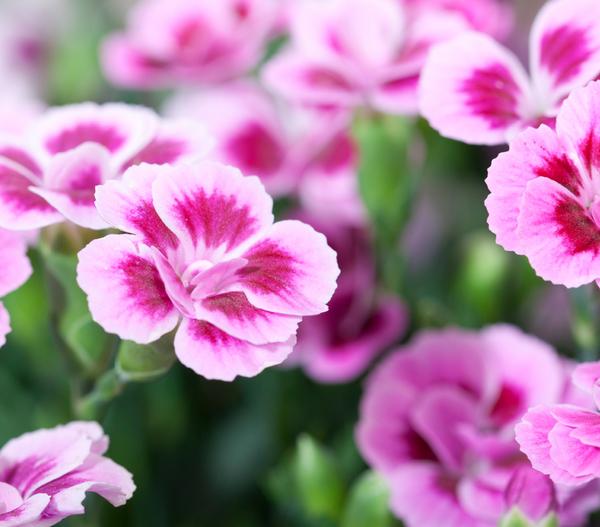Garten-Nelke 'Pink Kisses®'