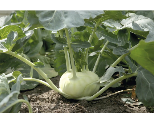 Reuzenkoolrabi 'Kossak' FloraSelf Brassica oleracea 6-pack