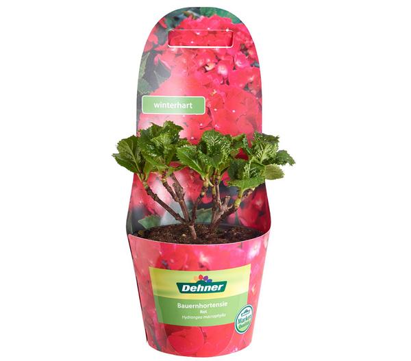 Bauern-Hortensie, ca. 15-25 cm