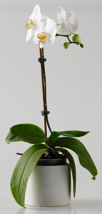 Fleksibel line 5 meter - Garden