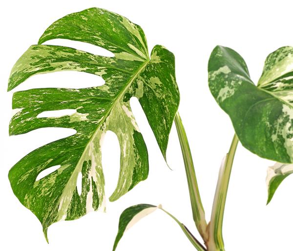 Fensterblatt - Monstera deliciosa 'Variegata',