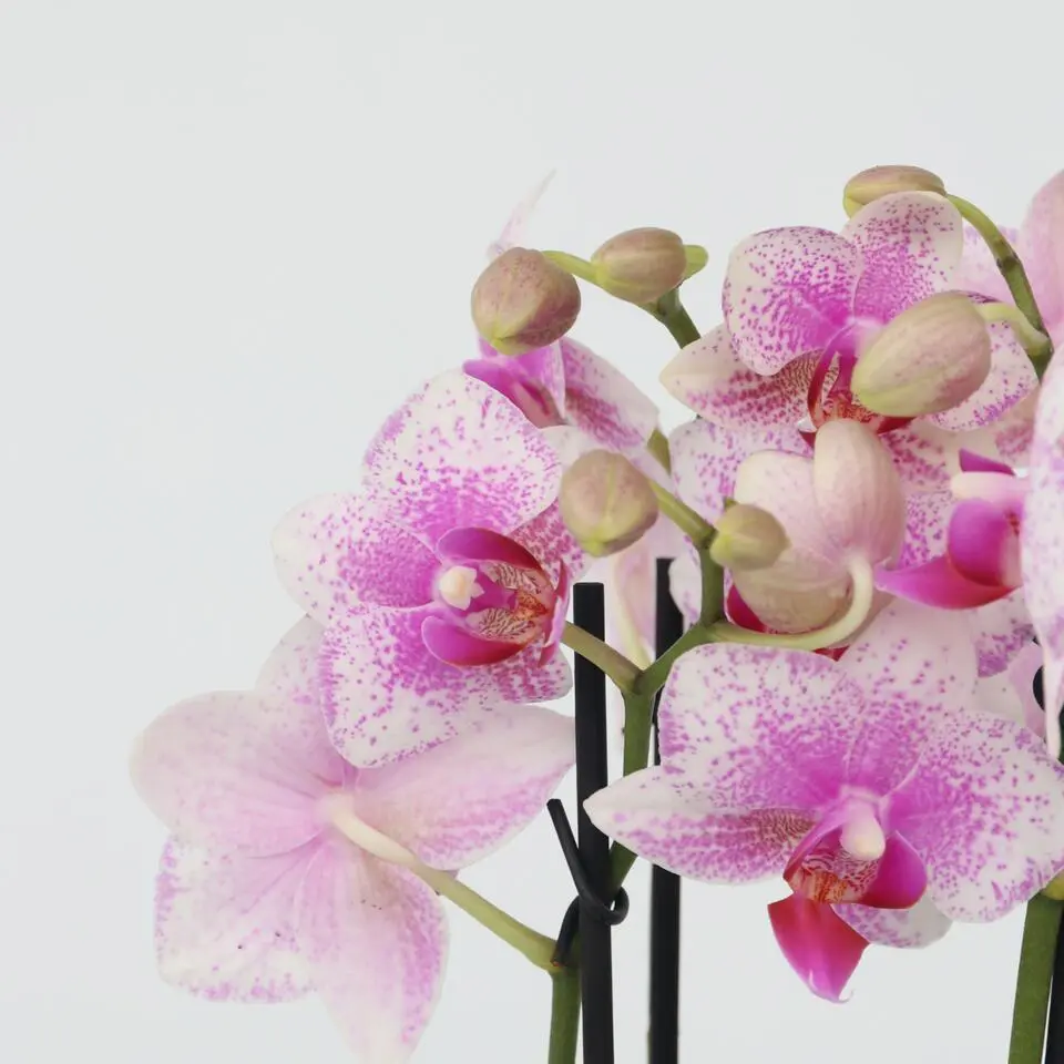 Vlinderorchidee - Phalaenopsis Multiflora met mand - Hoogte 35-45cm - ⌀12cm